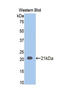 Involucrin antibody, LS-C301240, Lifespan Biosciences, Western Blot image 