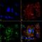 Neuronal PAS Domain Protein 4 antibody, NBP2-59332, Novus Biologicals, Immunofluorescence image 