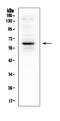 T-Box 21 antibody, PA1999, Boster Biological Technology, Western Blot image 