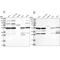 Pyruvate Dehydrogenase Complex Component X antibody, NBP1-84079, Novus Biologicals, Western Blot image 