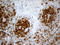 T-lymphocyte surface antigen Ly-9 antibody, LS-C792963, Lifespan Biosciences, Immunohistochemistry paraffin image 