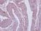 Dpy-19 Like 4 antibody, NBP2-16222, Novus Biologicals, Immunohistochemistry frozen image 