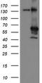 Meis Homeobox 3 antibody, TA800231AM, Origene, Western Blot image 