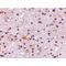 Autophagy And Beclin 1 Regulator 1 antibody, LS-C53123, Lifespan Biosciences, Immunohistochemistry frozen image 