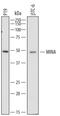 MYC-induced nuclear antigen antibody, AF7266, R&D Systems, Western Blot image 
