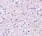 Immediate Early Response 3 antibody, A04014, Boster Biological Technology, Immunohistochemistry frozen image 