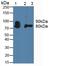 Colony Stimulating Factor 3 Receptor antibody, LS-C299847, Lifespan Biosciences, Western Blot image 