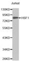 Heat Shock Transcription Factor 1 antibody, abx000867, Abbexa, Western Blot image 