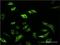 SRSF Protein Kinase 1 antibody, H00006732-M02, Novus Biologicals, Immunocytochemistry image 