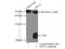 Anti-Silencing Function 1A Histone Chaperone antibody, 10784-1-AP, Proteintech Group, Immunoprecipitation image 