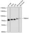 E3 ubiquitin-protein ligase TRIM41 antibody, 19-088, ProSci, Western Blot image 