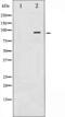 Nuclear Receptor Subfamily 3 Group C Member 1 antibody, abx011848, Abbexa, Western Blot image 