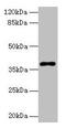 DNA Polymerase Beta antibody, CSB-PA018302LA01HU, Cusabio, Western Blot image 