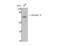 Annexin A6 antibody, STJ91603, St John