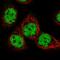 General Transcription Factor IIIC Subunit 5 antibody, HPA067063, Atlas Antibodies, Immunofluorescence image 