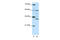 Forkhead Box N2 antibody, 28-792, ProSci, Western Blot image 