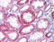 Potassium Voltage-Gated Channel Subfamily Q Member 1 antibody, ARP34924_P050, Aviva Systems Biology, Immunohistochemistry frozen image 
