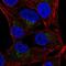 SLAM Family Member 7 antibody, NBP2-55899, Novus Biologicals, Immunofluorescence image 