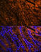 Galectin 4 antibody, 16-939, ProSci, Immunofluorescence image 