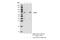 Raf-1 Proto-Oncogene, Serine/Threonine Kinase antibody, 53745S, Cell Signaling Technology, Immunoprecipitation image 