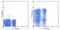 Selectin L antibody, 25-0621-82, Invitrogen Antibodies, Flow Cytometry image 
