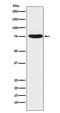 TNF Receptor Associated Protein 1 antibody, M02426-4, Boster Biological Technology, Western Blot image 