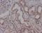 Heat Shock Protein 90 Alpha Family Class B Member 1 antibody, M01692, Boster Biological Technology, Immunohistochemistry frozen image 