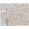 Solute Carrier Family 18 Member A3 antibody, BML-SA684-0100, Enzo Life Sciences, Immunohistochemistry paraffin image 