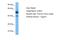 CUE Domain Containing 1 antibody, A30071, Boster Biological Technology, Western Blot image 