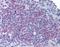 Lymphocyte Antigen 86 antibody, orb87331, Biorbyt, Immunohistochemistry paraffin image 