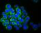 SET And MYND Domain Containing 3 antibody, NBP2-75668, Novus Biologicals, Immunofluorescence image 