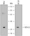 Ubiquitin C-Terminal Hydrolase L3 antibody, MAB6008, R&D Systems, Western Blot image 