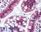 SRI antibody, LS-B1793, Lifespan Biosciences, Immunohistochemistry frozen image 