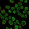 IKAROS Family Zinc Finger 1 antibody, HPA035221, Atlas Antibodies, Immunocytochemistry image 