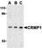 Collapsin Response Mediator Protein 1 antibody, orb74661, Biorbyt, Western Blot image 