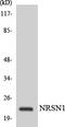 Cytochrome B561 Family Member D2 antibody, LS-C291742, Lifespan Biosciences, Western Blot image 