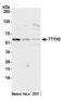 Tweety Family Member 3 antibody, A305-705A-M, Bethyl Labs, Western Blot image 