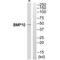 Bone Morphogenetic Protein 10 antibody, A06968, Boster Biological Technology, Western Blot image 