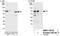 Zinc Finger Protein 655 antibody, NBP1-78732, Novus Biologicals, Western Blot image 