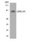 G Protein-Coupled Receptor 149 antibody, A14274, Boster Biological Technology, Western Blot image 