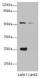 Endoplasmic Reticulum Oxidoreductase 1 Alpha antibody, LS-C675725, Lifespan Biosciences, Western Blot image 