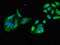 Kinesin-like protein KIF17 antibody, orb53795, Biorbyt, Immunofluorescence image 