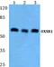 Oxidative Stress Responsive Kinase 1 antibody, PA5-75543, Invitrogen Antibodies, Western Blot image 
