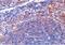 Diablo homolog, mitochondrial antibody, PA5-19975, Invitrogen Antibodies, Immunohistochemistry frozen image 