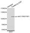 Janus Kinase 3 antibody, STJ110868, St John