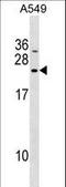 DnaJ Heat Shock Protein Family (Hsp40) Member C5 Beta antibody, LS-C159478, Lifespan Biosciences, Western Blot image 