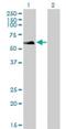 RAD18 E3 Ubiquitin Protein Ligase antibody, H00056852-M01, Novus Biologicals, Western Blot image 