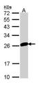 Mitotic Arrest Deficient 2 Like 1 antibody, TA308922, Origene, Western Blot image 