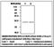 Glutathione peroxidase 3 antibody, LS-C61999, Lifespan Biosciences, Immunoprecipitation image 