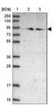 Zinc Finger Protein 235 antibody, NBP1-92619, Novus Biologicals, Western Blot image 